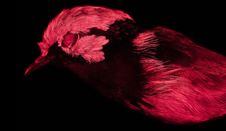 The same bird imaged in ultraviolet light