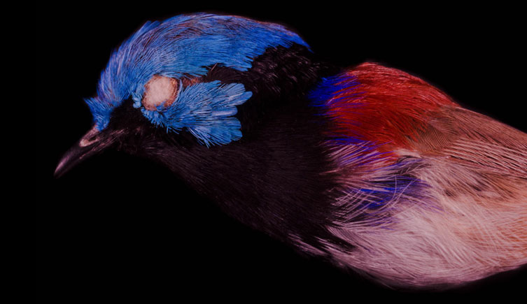 An image of a bird taken in human visible light