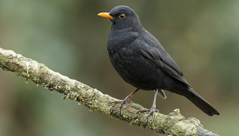 A male blackbird with an all-black body and orange-yellow beak perched on a branch