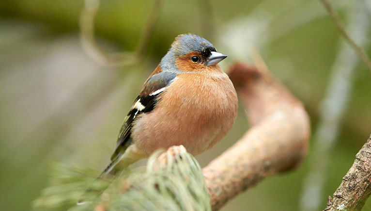 A chaffinch with a puffed out coppery brown chest