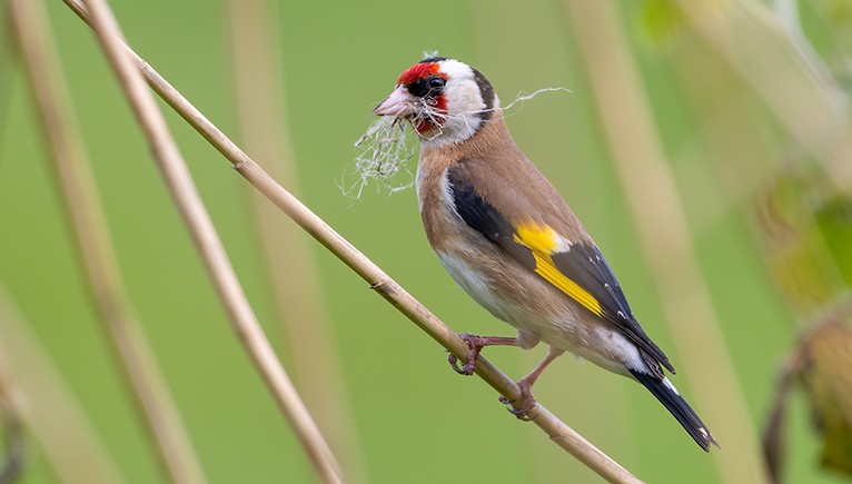 A goldfinch perched on a twig, with plant material in its beak, it has a distinctive red face and yellow areas on its wings