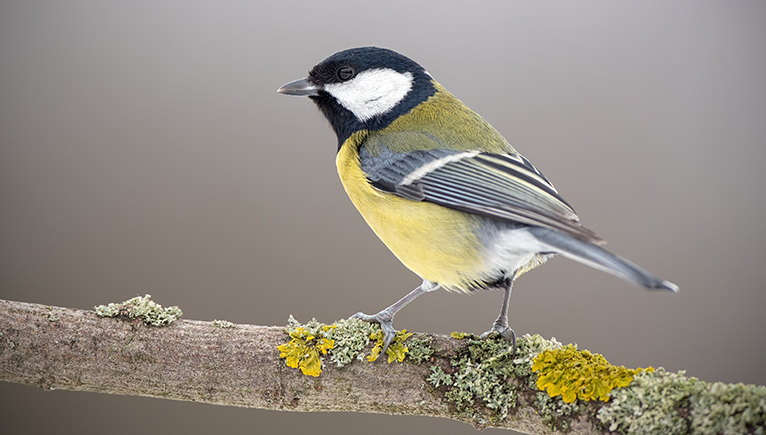 A great tit with a black head, white cheeks and yellow front perched on a lichen-covered twig