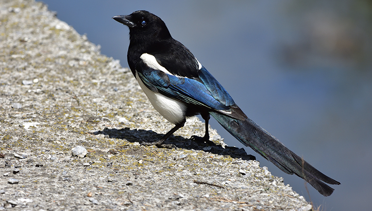 A regal-looking magpie stands on a riverbank, it has a white front, black head and beak, and iridescent blue feathers on its folded wings