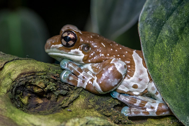 Trachycephalus resinifictrix