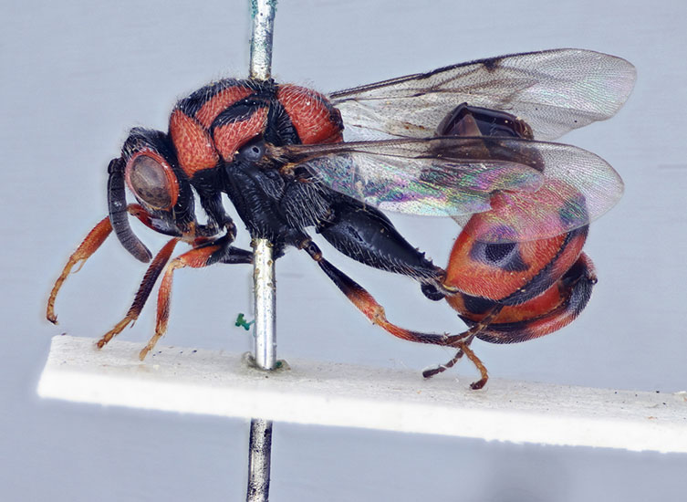 Magnified image of black and red Conura nigrorufa specimen