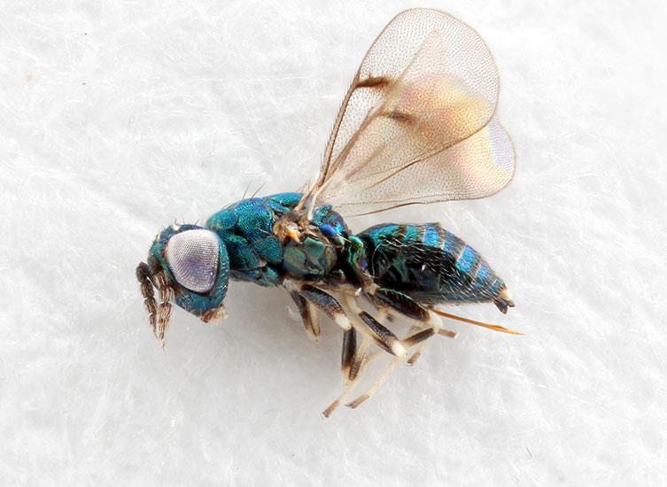 Magnified image of metallic blue Neochrysocharis formosa specimen