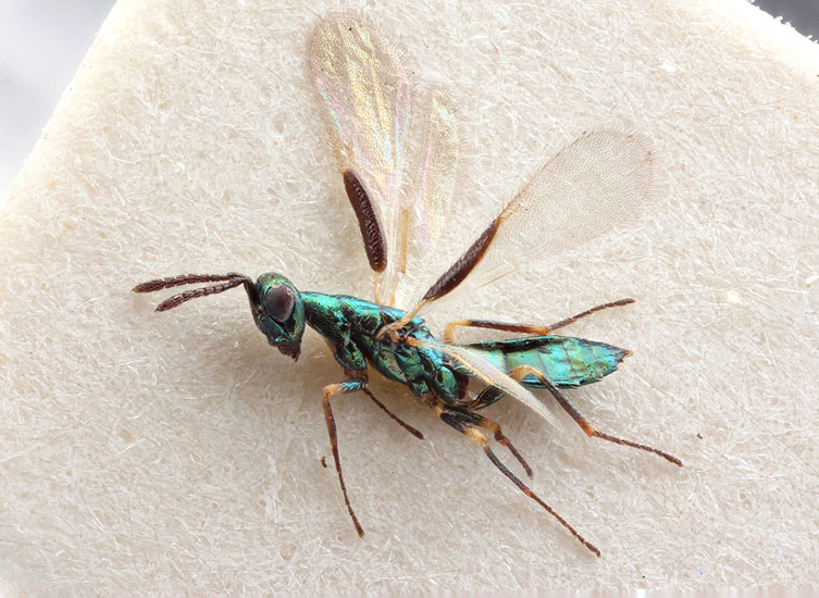 Magnified image of metallic green Platynocheilus cuprifrons specimen