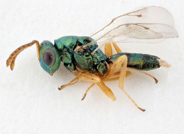 Magnified image of metallic green Pteromalus puparum specimen with pale legs and antennae