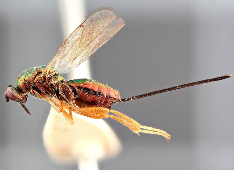 Magnified image of a bronze and green Torymus bedegurais specimen