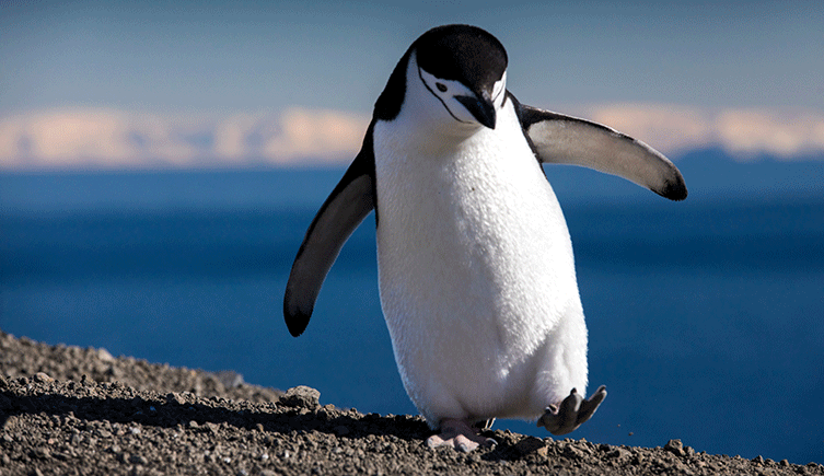 Chinstrap penguin on the beach