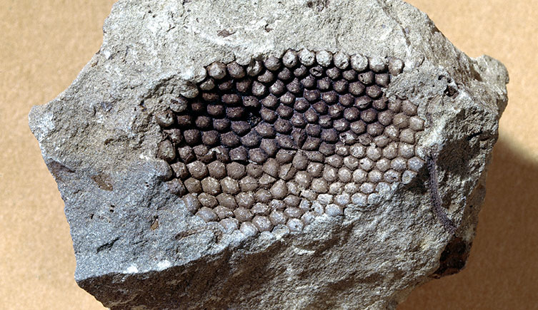 Fossilised algae, Mastopora fava