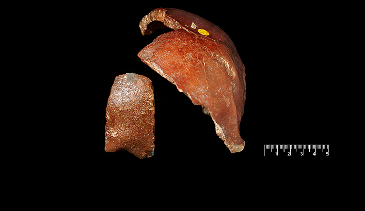 Cranial bones