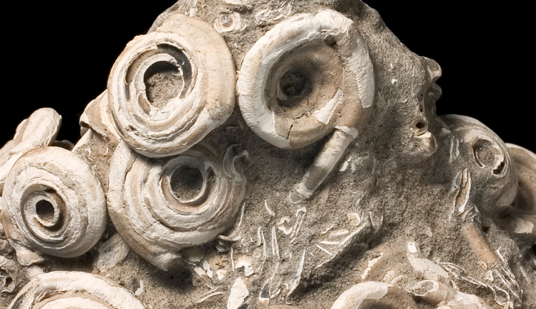 Fossil Serpulid worm cluster