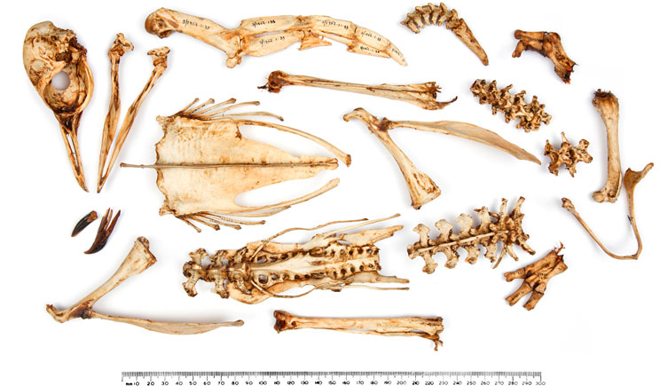 <i>Pygoscelis adeliae</i> skeleton<br>
