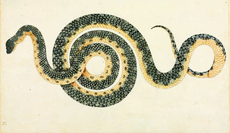 <i>Morelia spilota</i>