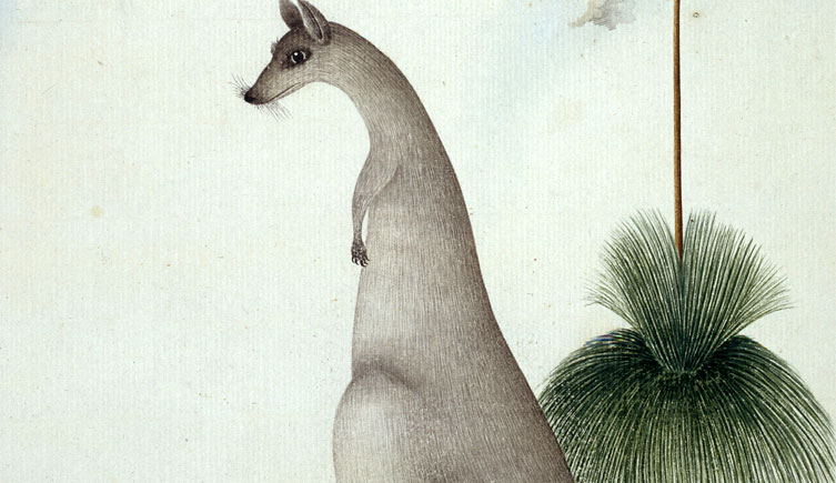 <i>Macropus giganteus</i> and <i>Xanthorrhoea sp.</i>