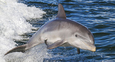 A bottlenose dolphin