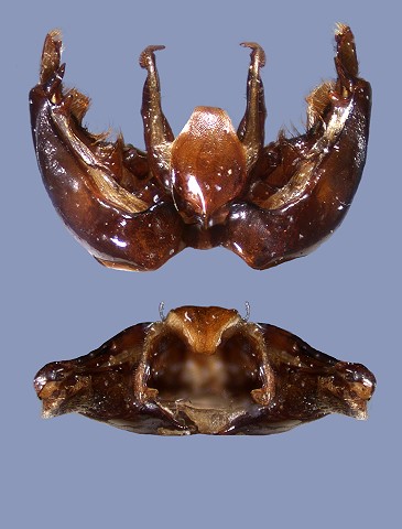 dentatus