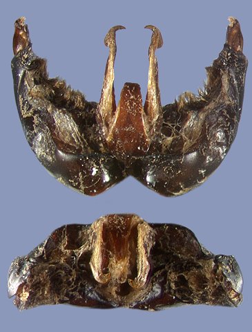 morawitziides