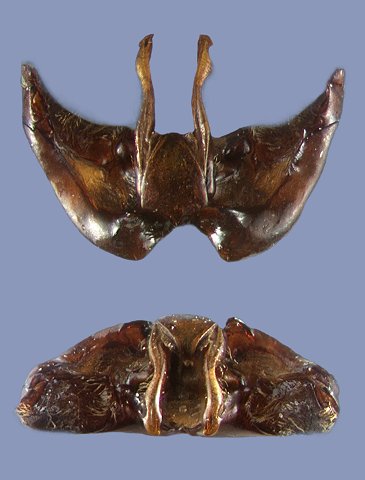 balteatus