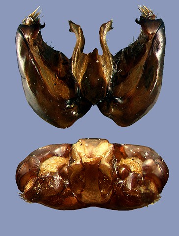 lucorum