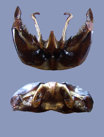 apollineus