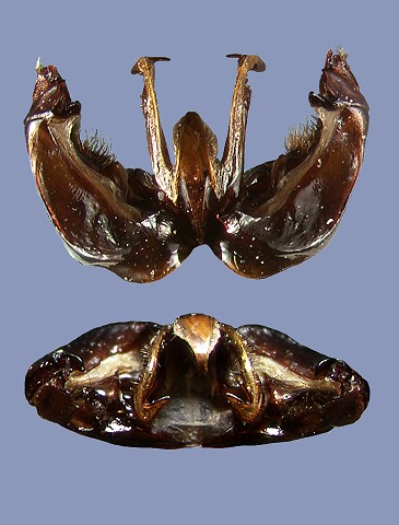 volucelloides