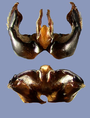 convexus