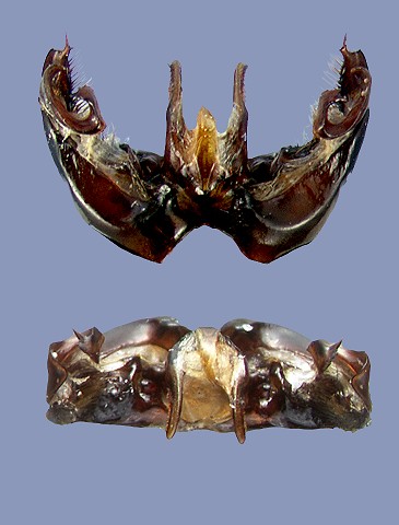 argillaceus