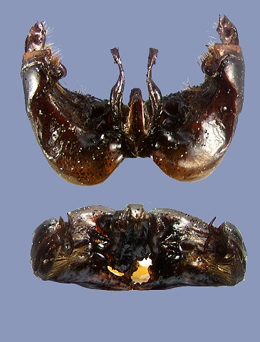 trifasciatus