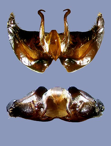 ephippiatus