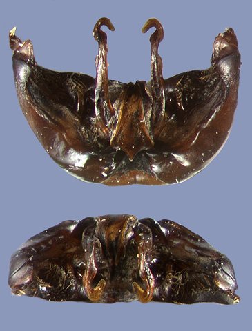 haematurus