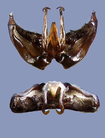 melanopygus