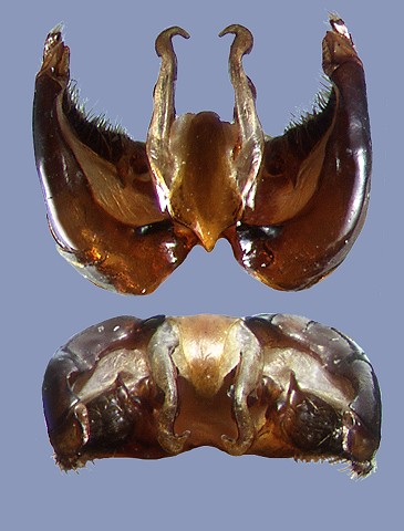 yuennanicola