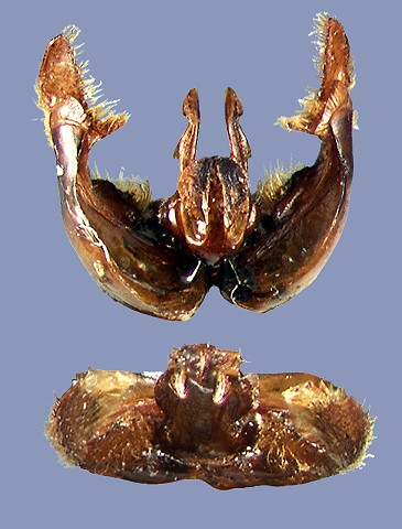 monozonus