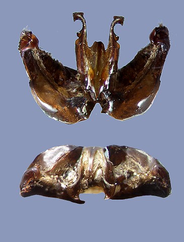 distinguendus