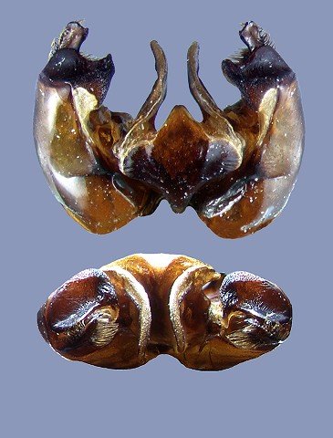 brevivillus