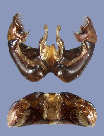 impetuosus