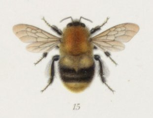 B. pascuorum