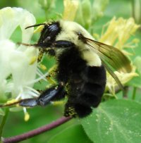 B. impatiens