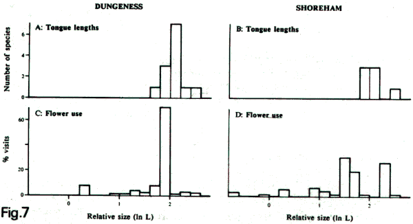 foraging patterns