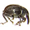 Damnux borneenis side